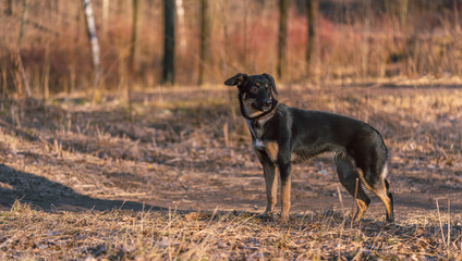 A beautiful mixed-breed dog is standing in the forest.