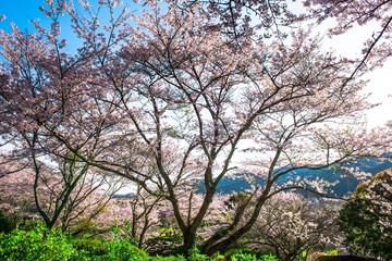 Obraz premium 伝ポジの桜