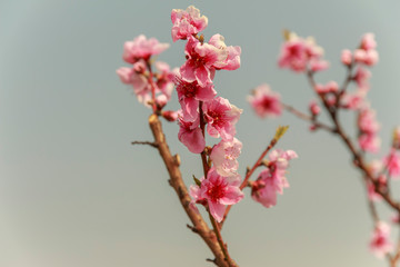  Beautiful blooming peach tree branch against the sky  