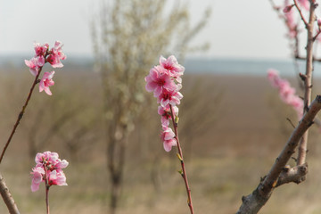  Beautiful blooming peach tree branch on a blurry background 