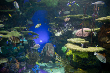 Fototapeta premium The Ripley Aquarium is a popular Tourist Attraction in Downtown Toronto