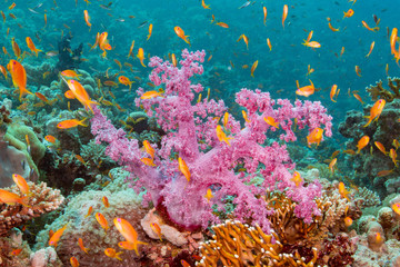 tropical coral reef