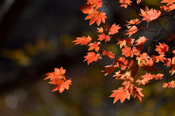 紅葉もみじ
