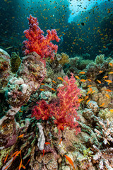 coral reef and fishes