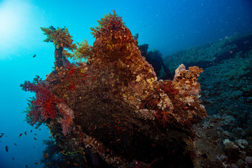 Fototapeta na wymiar coral wreck