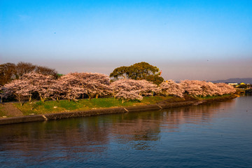 浜の宮の桜