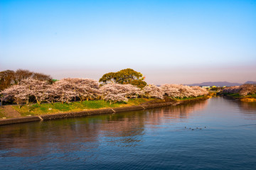 Fototapeta na wymiar 浜の宮の桜