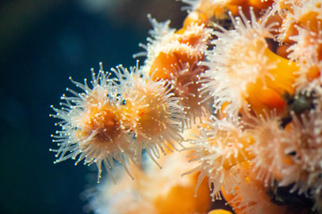 Naklejka na ściany i meble Sea anemones