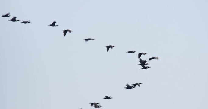 The great cormorant in flight in Lonjsko polje, Croatia