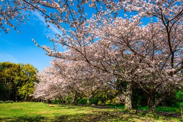 Obraz premium 風土記の丘の桜