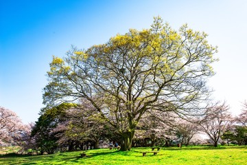 Fototapeta premium 風土記の丘の桜