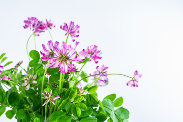 Beautiful purple cloudflower flowers on white background