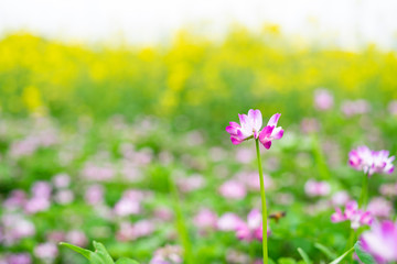 The beautiful and dreamy purple clouds in spring