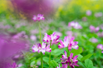 The beautiful and dreamy purple clouds in spring