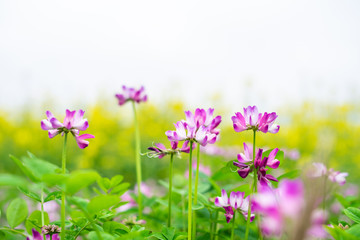 Fototapeta premium The beautiful and dreamy purple clouds in spring