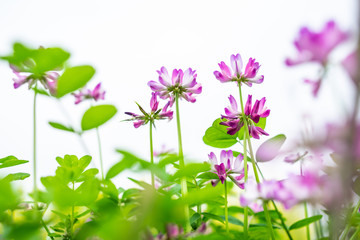 The beautiful and dreamy purple clouds in spring