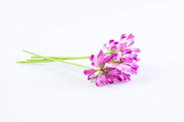 Beautiful purple cloudflower flowers on white background