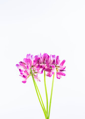 Beautiful purple cloudflower flowers on white background