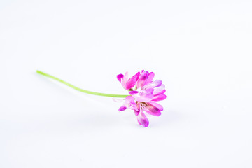 Beautiful purple cloudflower flowers on white background