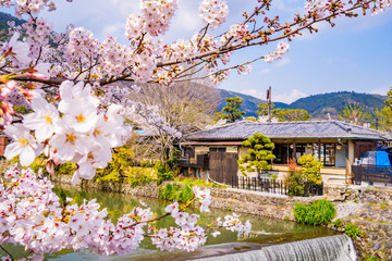 日本の春の風景 嵐山の桜 京都