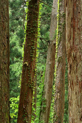 Obraz premium 新緑の森