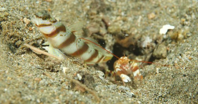 shrimp and goby fish shearing same home together underwater ocean scenery 