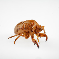 Cicada nymph shell