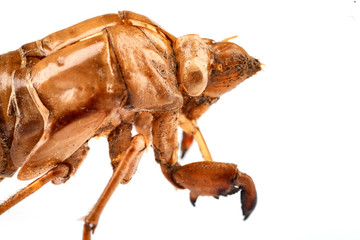 Cicada nymph shell