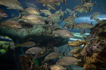 Fototapeta na wymiar The Ripley Aquarium is a popular Tourist Attraction in Downtown Toronto