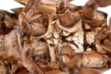 Cicada nymph shell