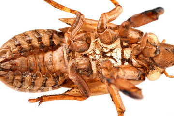 Cicada nymph shell
