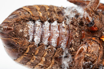 Cicada nymph shell