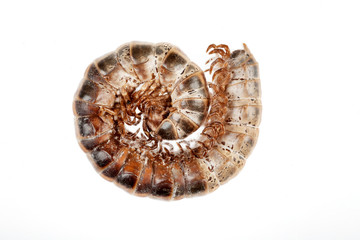 Curled up Millipede Insect