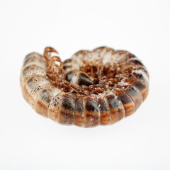 Curled up Millipede Insect