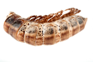 Curled up Millipede Insect