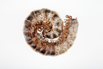 Curled up Millipede Insect