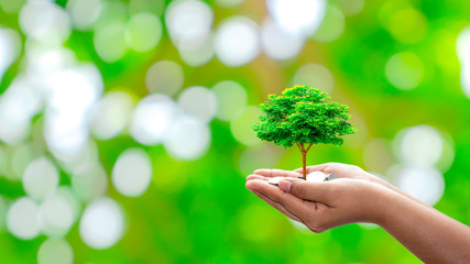 The tree is planted on a coin in the hands of humans with a natural green background, blurring the concept of plant growth and financial growth.