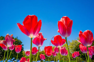 Obraz premium 赤いチューリップ