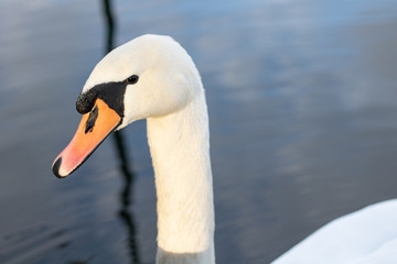 swan on the lake