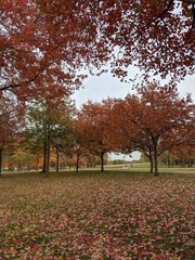 Naklejka premium autumn trees in the park