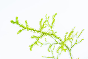 Fresh Chinese herbal medicine Stretchgrass on white background