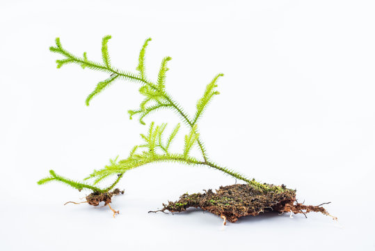 Fresh Chinese herbal medicine Stretchgrass on white background