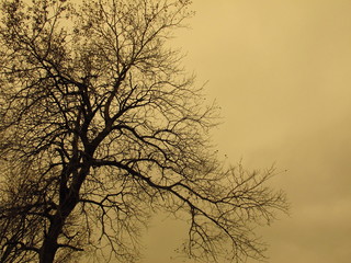 silhouette of a tree