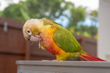 ウロコインコ
