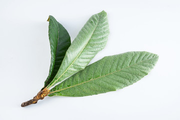Loquat leaves on white background