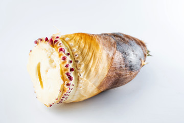 Fresh bamboo shoots on white background