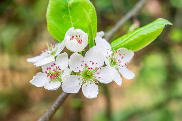 Fragrant pear blossom in spring
