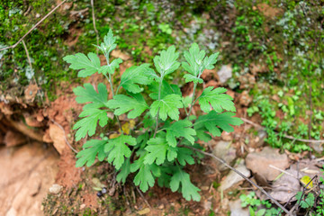 Chinese herbal medicine wild chrysanthemum plant growing in spring