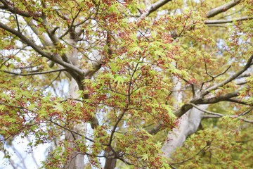 Japanese maple flowers / Sapindaceae deciduous tree