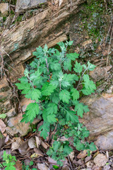 Chinese herbal medicine wild chrysanthemum plant growing in spring